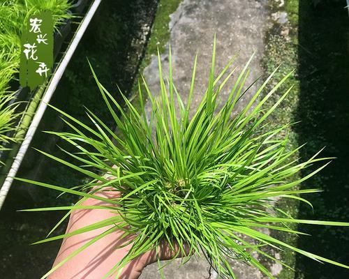 金钱菖蒲怎样种植才好（有关金钱菖蒲的种植步骤）