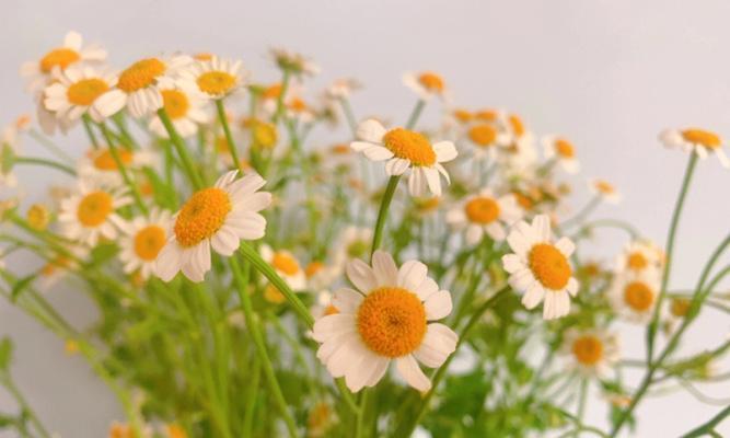 小雏菊花怎么养（小雏菊花栽培技术要点）