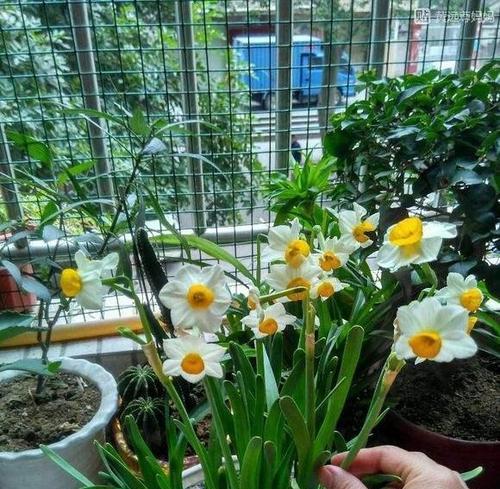 水仙花籽怎么种植（水仙花种植时间和方法）