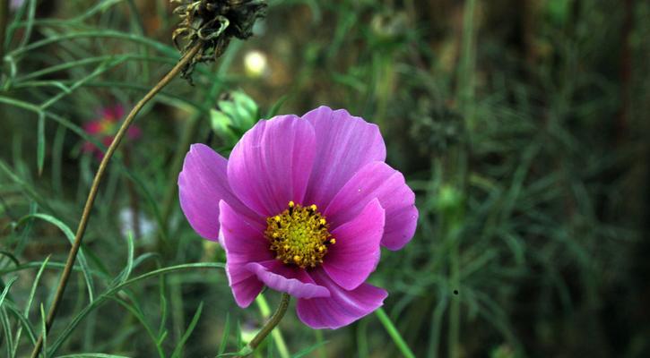 格桑花什么时候播种（格桑花播种方法和时间）