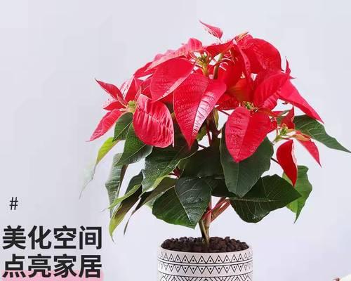 一品红植物怎么养（一品红日常养护技巧）