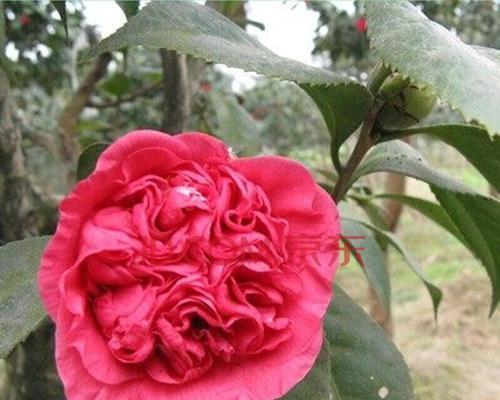 茶花是什么时候开（观赏茶花花期简介）