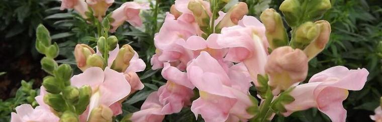 金鱼草种子怎么种植（金鱼草种植方法和时间）