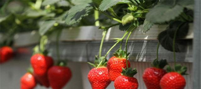 草莓种植时间和方法（了解草莓种植时间）