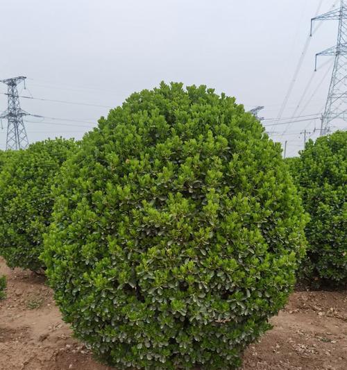 大叶黄杨球的栽培方法（打造美丽庭院的植物）