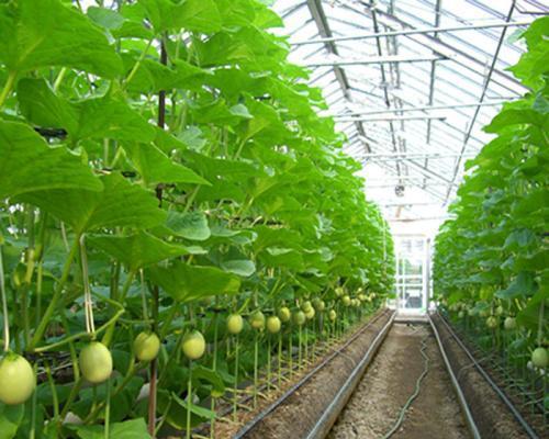 大棚甜瓜如何种植（甜瓜种植管理技术要点）