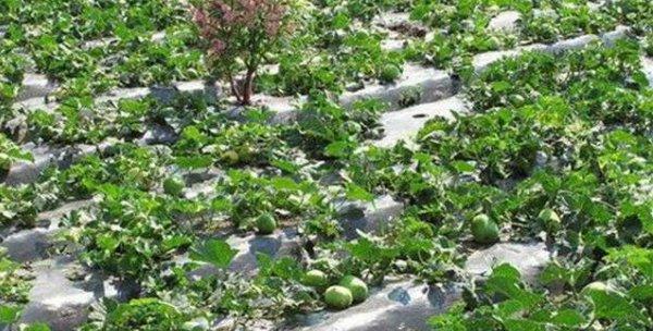 大棚甜瓜如何种植（甜瓜种植管理技术要点）