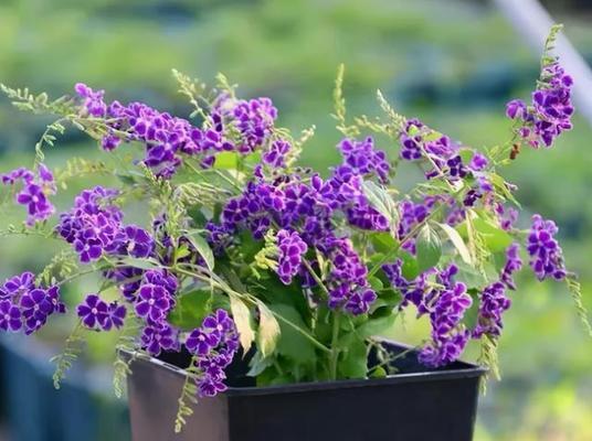 丁香花品种有哪些（丁香花种类及图片大全）