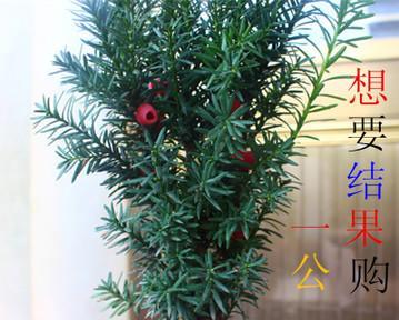 红豆杉怎么才能养好（红豆杉栽培技术要点）