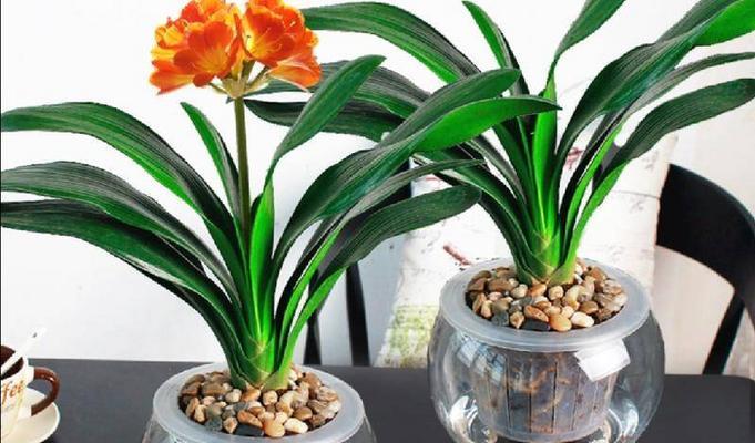 容易养的水培植物有哪些（家庭容易养的水培植物推荐）