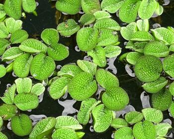 金鱼藻是什么植物（金鱼藻的介绍及养护方法）