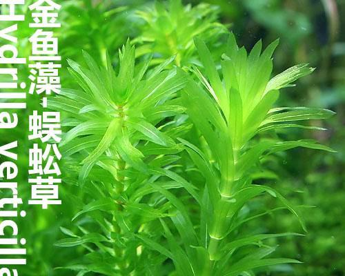 金鱼藻是什么植物（金鱼藻的介绍及养护方法）