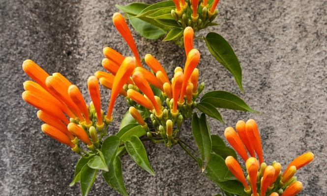 炮仗花几月份开花（关于炮仗花的花期季节）