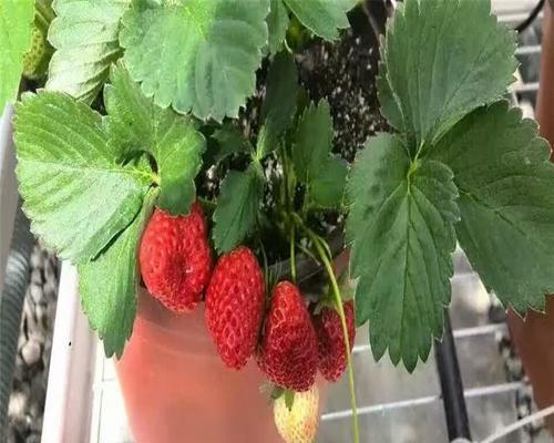 草莓苗怎么种植和浇水（草莓种子育苗方法全过程）