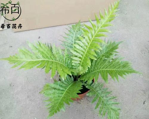 蕨类植物有哪些特征（详解蕨类植物的特征）