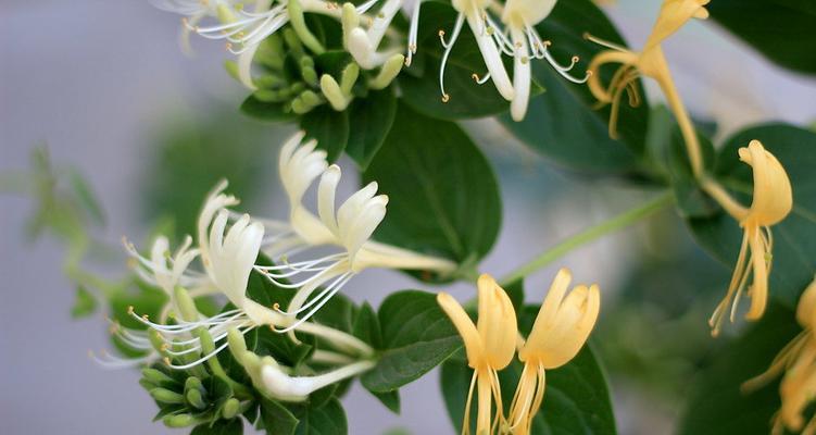 金银花什么时侯开花（金银花种植方法和时间）