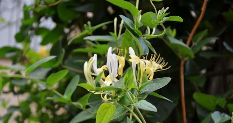 金银花什么时侯开花（金银花种植方法和时间）