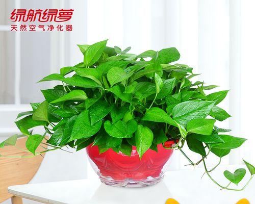 净化甲醛的植物有哪些（十大净化甲醛植物排名）