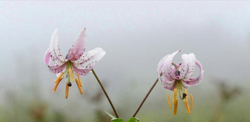 高原里有什么动物（盘点全球十大奇妙生物）