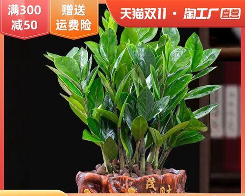 金钱树怎么养才长得好（有关金钱树正确养法）