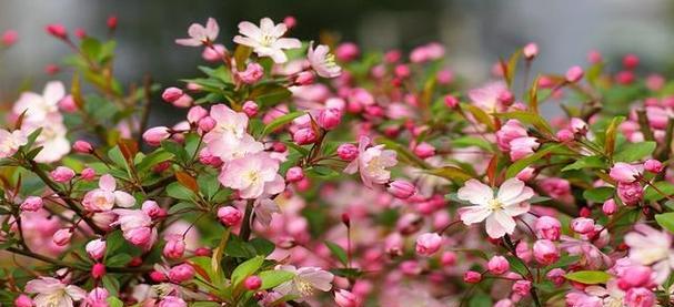 春天里的花有哪些（盘点春天里盛开的十种花）