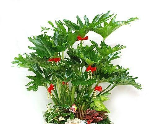 耐阴植物花卉有哪些（10种耐阴花卉排名）