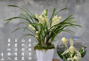 兰花价格多少钱一盆呢（有关兰花的价格）