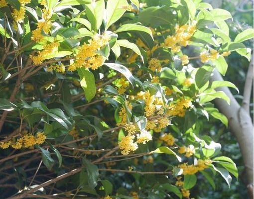 什么时候种桂花树（桂花树种植方法和时间）