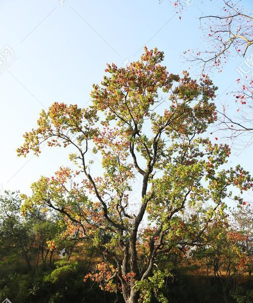 乌楠木有什么用途（乌楠木的简介特征）