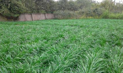 黑麦草种子怎么种植（黑麦草的种植方法与技巧）