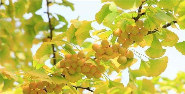 银杏是裸子植物吗（银杏的种植方法及养护）