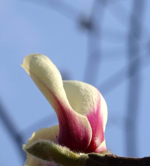 玉兰花是什么颜色的花（了解玉兰花的象征意义）