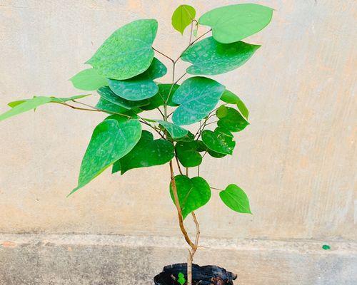 树苗怎么种植成活率高（树苗种植方法与技巧）