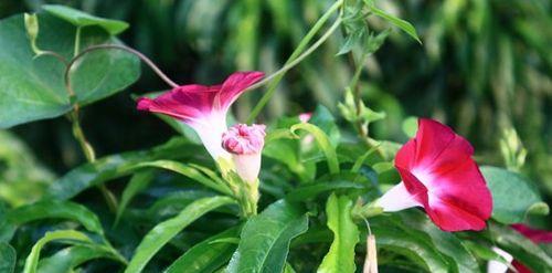 喇叭花（花语传递之美丽的喇叭花）