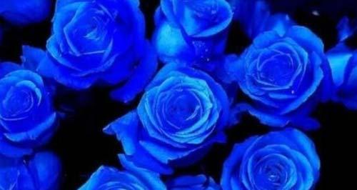 蓝色玫瑰的花语（探索蓝色玫瑰的内涵与象征）