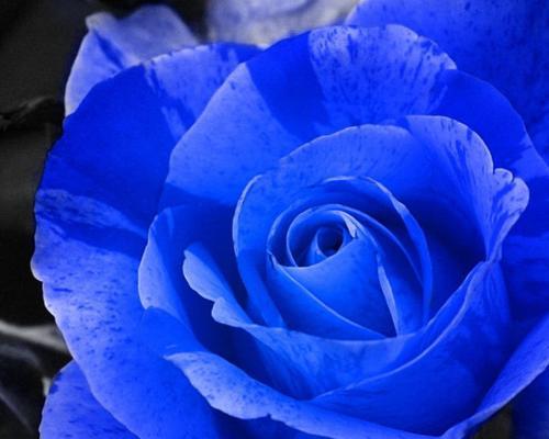 蓝色玫瑰的花语（探索蓝色玫瑰的内涵与象征）