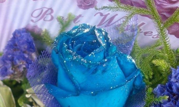 蓝色妖姬玫瑰的花语探秘（揭开蓝色妖姬玫瑰的神秘面纱）