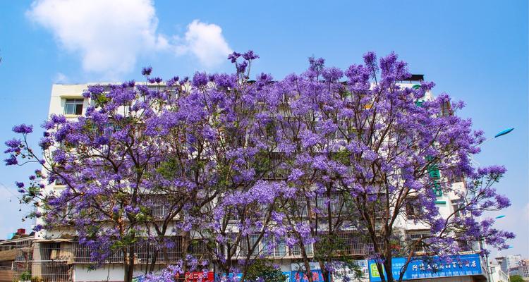 蓝楹花的花语及其象征意义（探秘蓝楹花的花语）