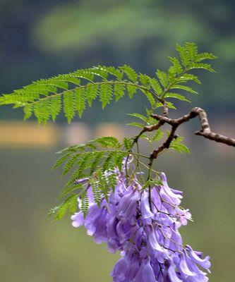 蓝楹花的花语及其象征意义（探秘蓝楹花的花语）