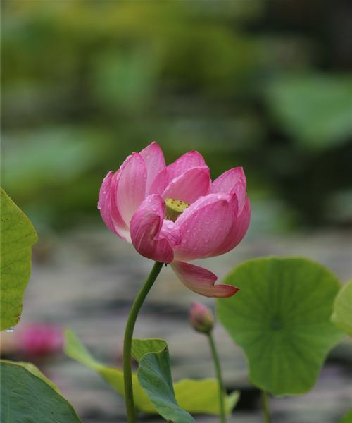 莲花的象征意义——纯洁与美丽的化身（深入解读莲花的文化内涵与象征意义）