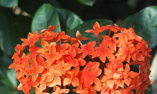 龙船花的花语和寓意（探寻龙船花的深意）