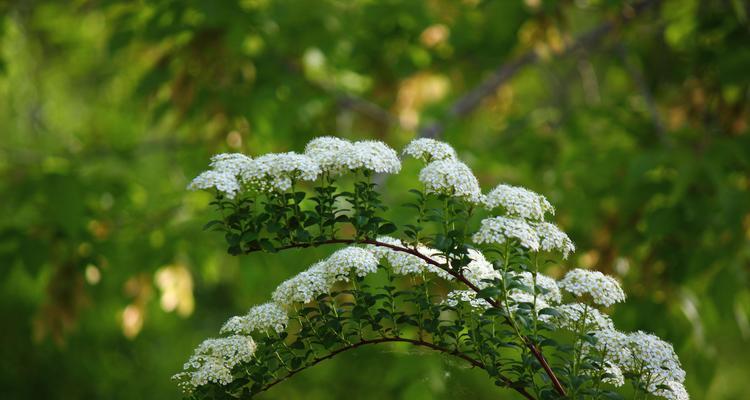 麻叶绣线菊——花语的传承与意义（揭秘麻叶绣线菊的花语之谜）