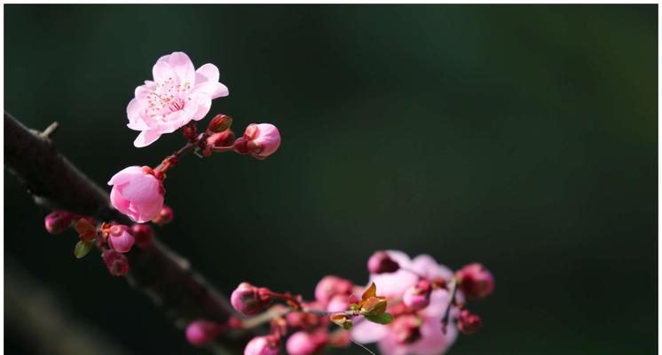 梅花的花语与意义（揭开梅花的神秘面纱）