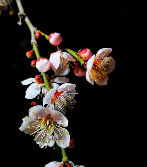 梅花的花语与意义（揭开梅花的神秘面纱）