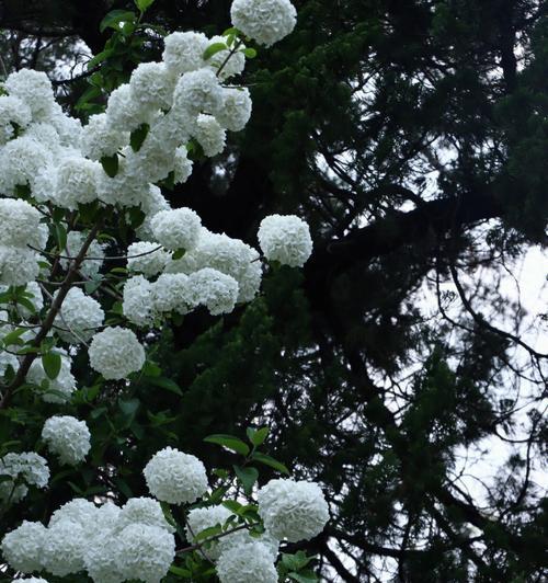 木绣球的花语——传达和谐与祝福（用木绣球花传达喜庆和吉祥的祝福）