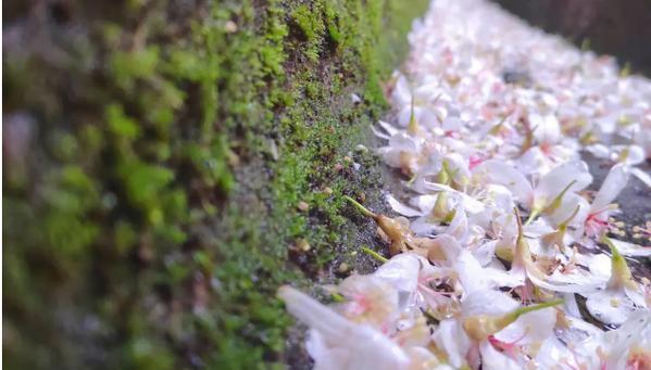 泡桐花的花语与美丽绽放（探寻泡桐花的花语及文化内涵）