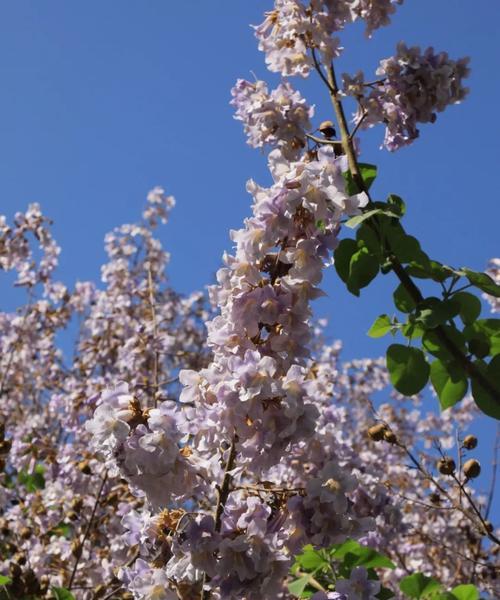 泡桐花的花语与美丽绽放（探寻泡桐花的花语及文化内涵）