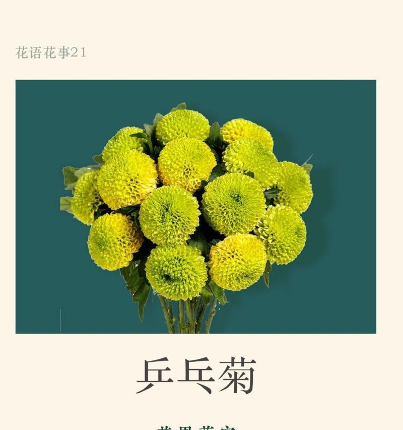 乒乓菊的花语与寓意（探寻乒乓菊花的含义及象征意义）