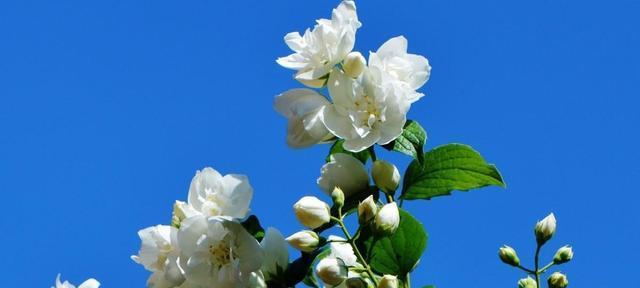 七叶树花花语（用花语诠释七叶树的深意）