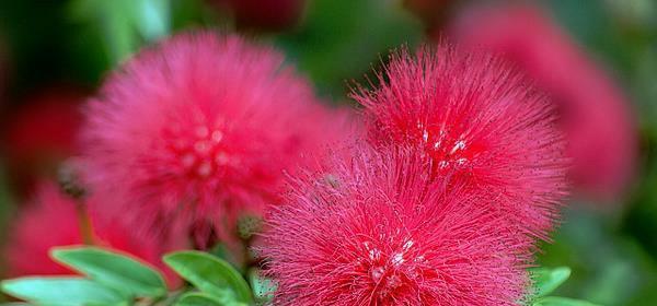 春日飞舞的芬芳与温暖——日本早樱的花语和寓意（樱花盛开）